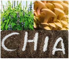 Integrated chia and Oyster mushroom system for Sustainable food value chain in Africa